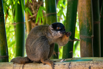 マダガスカルのブラウンキツネザル(Common brown lemur)