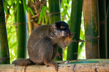 マダガスカルのブラウンキツネザル(Common brown lemur)