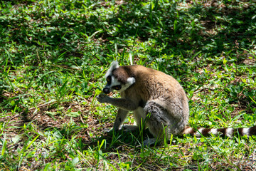 マダガスカルのワオキツネザル(Ring-tailed lemur)