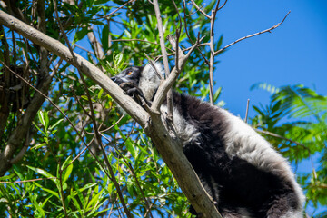 マダガスカルのシロクロエリマキキツネザル（クロシロエリマキキツネザル） (Black-and-white ruffed lemur)