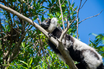 マダガスカルのシロクロエリマキキツネザル（クロシロエリマキキツネザル） (Black-and-white ruffed lemur)