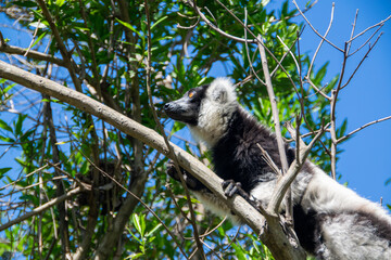 マダガスカルのシロクロエリマキキツネザル（クロシロエリマキキツネザル） (Black-and-white ruffed lemur)