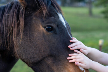 Close up of horse being patted by two children