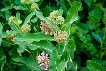Milkweed plant in the meadow