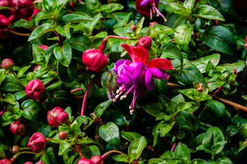 Obraz na płótnie Canvas Fuchsia flowers in the garden 