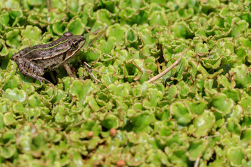 ダルマガエル　Rana brevipoda