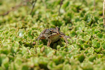 ダルマガエル　Rana brevipoda
