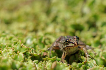 ダルマガエル　Rana brevipoda
