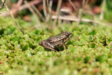 ダルマガエル　Rana brevipoda