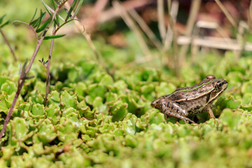 ダルマガエル　Rana brevipoda