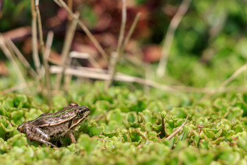 ダルマガエル　Rana brevipoda