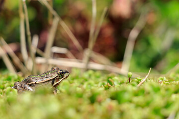ダルマガエル　Rana brevipoda