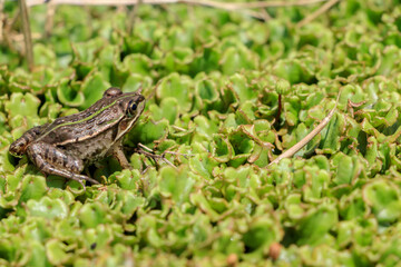 ダルマガエル　Rana brevipoda