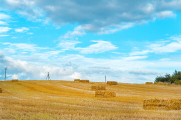 Fototapeta na wymiar harvesting cereals: many bales of straw in the harvested field, horizon, blue sky