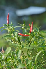 Fresh chili tree in vegetable garden