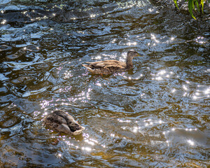 Ducks in Sparkling Water