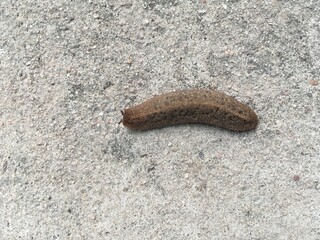 close up slug on cement floor