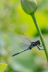 シオカラトンボ