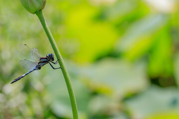 シオカラトンボ © M・H