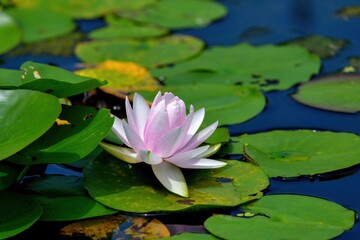 満開の淡いピンクのスイレンの花