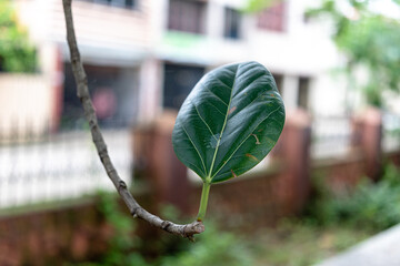 A fresh green leaf on a tree branch