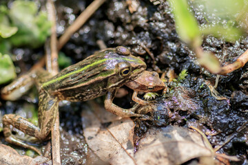トノサマガエル　共食い　Tonosama Frog 
cannibalism
