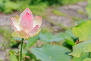 蓮の花　千町無田水田公園　大分県玖珠郡　Lotus flower Ooita-ken Kusu-gun