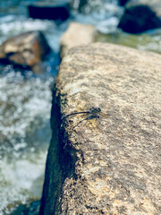 Dragonfly on the rocks