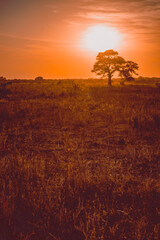 atardecer rojizo con el sol detrás de árbol de algarrobo