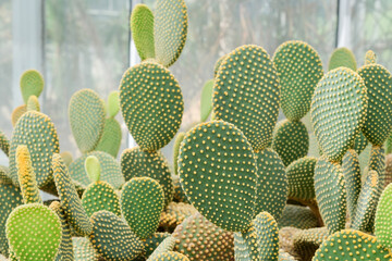 Cactus opuntia in the glass house.