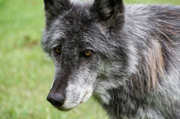 Close Up of a High-Content Wolfdog