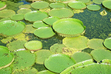 Huge floating lotus(Giant Amazon water lily,Victoria amazonia) leaves in pond.