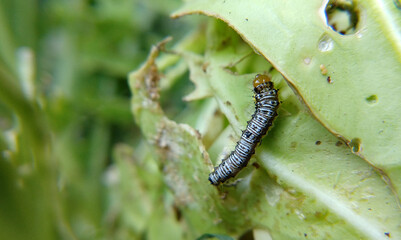 caterpillar on a leaf