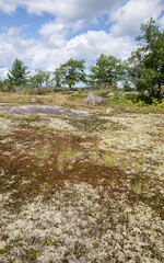 Stunted summer vegetation growing in peat soil deposits on glacial granite bedrock at Torrance Barrens Bike trails in Muskoka