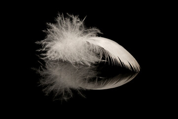A single bird's feather on a black reflective surface showing macro detail

