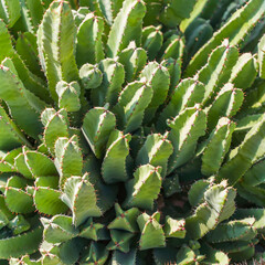 Agave succulent plant, freshness leaves with thorn of Queen victoria century agave