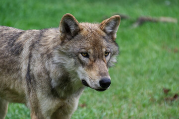 Fototapeta premium A High-Content Wolfdog Mix