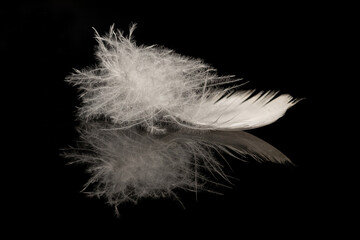 A single bird's feather on a black reflective surface showing macro detail
