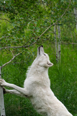 A High-Content Wolfdog Checking out a Tree