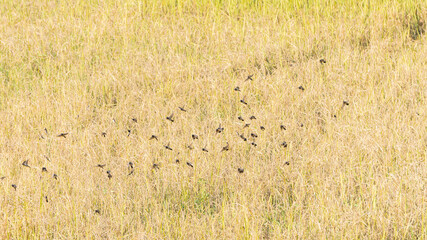 Obraz na płótnie Canvas Many little birds in the fields are naturally yellow rice.