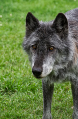 A Close-Up of a High-Content Wolfdog