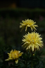 Cream Flower of Dahlia in Full Bloom
