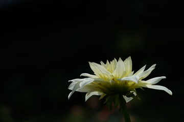 Light Cream Flower of Dahlia in Full Bloom
