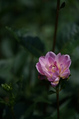 Faint Pink Flower of Dahlia in Full Bloom
