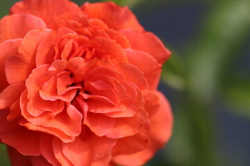 濃いオレンジ色の花びらのオランジュリーのバラの花
A rose flower named Orangery with dark orange petals.