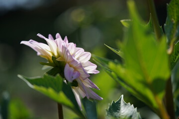 Faint Pink Flower of Dahlia in Full Bloom

