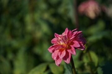 Obraz premium Light Orange Flower of Dahlia in Full Bloom 