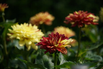 Streaked, Cream and Purple Flower of Dahlia in Full Bloom
