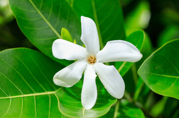 Fototapeta premium ティアレの花