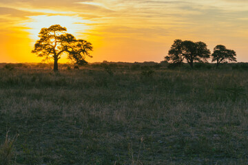 atardecer de campo con árbol de algarrobo en primer plano con el sol detrás